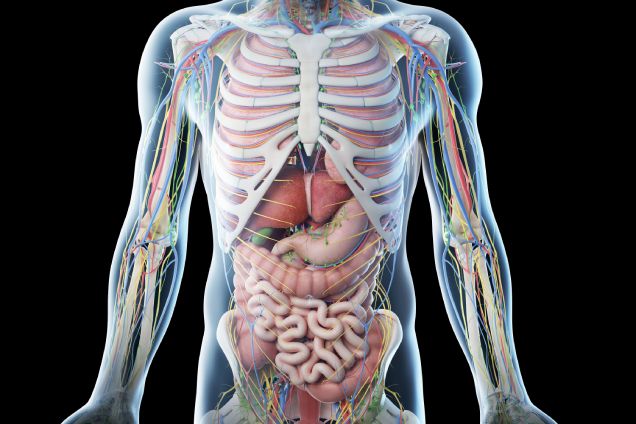 Abdominal, Pelvic, and Urinary Tract Ultrasound (men)