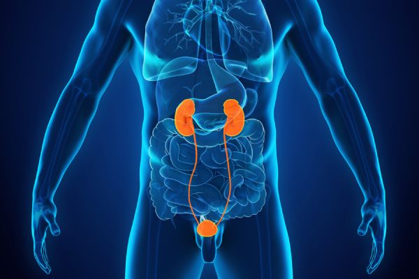 Kidney (Renal) Doppler Ultrasound