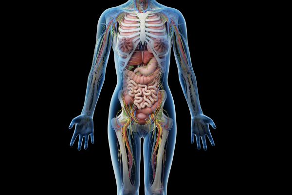Abdominal, Pelvic, and Urinary Tract Ultrasound (women)