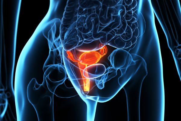 Pelvic Ultrasound (women) / Uterus and Ovaries