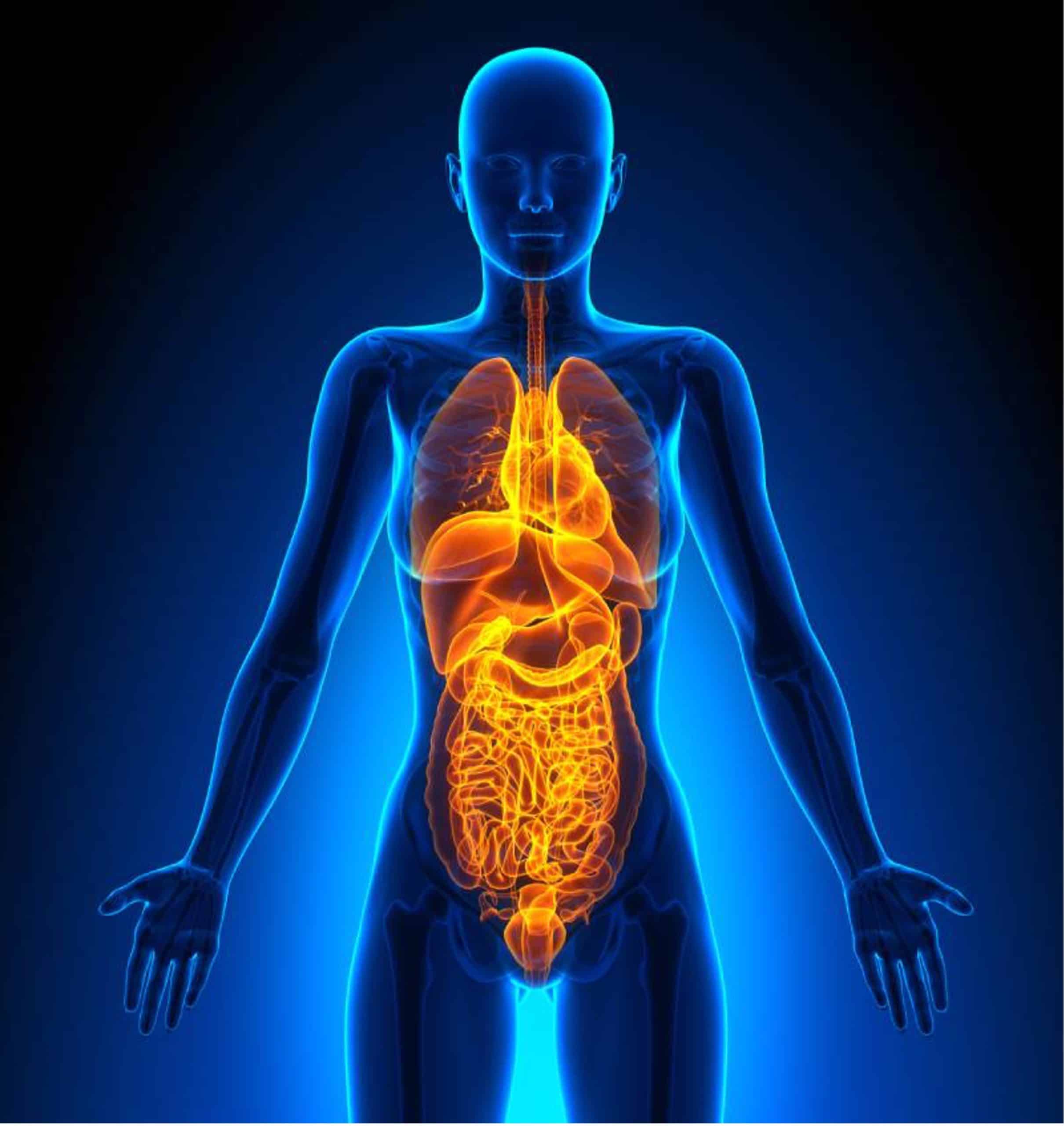 Private Full Body Ultrasound+Liver Fibrosis Scan (Elastography)